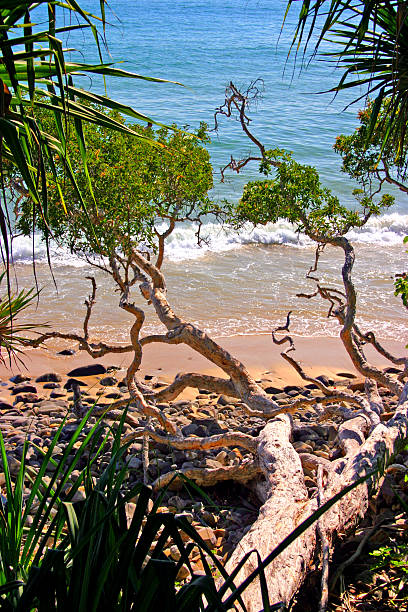 sunshine coast, austrália - sea cirrocumulus landscape one person - fotografias e filmes do acervo