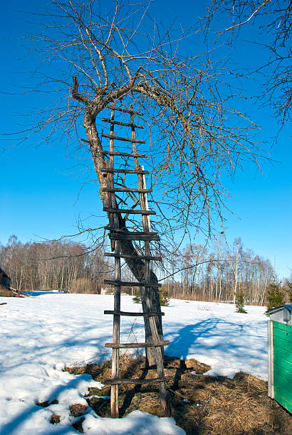 istock ladder and apple tree in winter garden 178541326