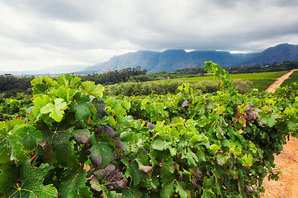 Winemaking landscape near Cape Town, South Africa.