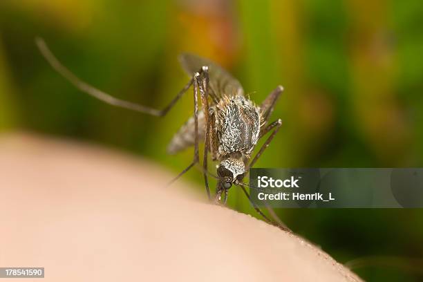 Mosquito Chupar Sangre Extreme Closeup Con El Aumento Foto de stock y más banco de imágenes de Ala de animal