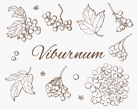 Viburnum berries graphic set. White background, isolate. Line art. Vector illustration.