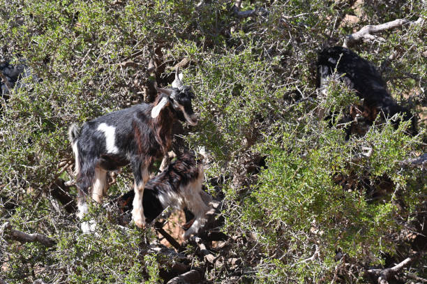 schwarz-weiß gefleckte ziegen sind auf einen arganbaum geklettert. - goat willow stock-fotos und bilder