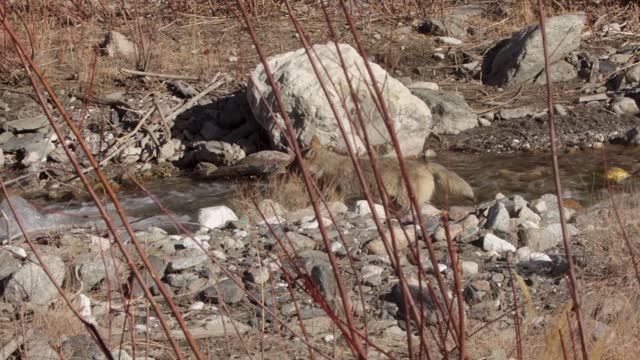 Himalayan Grey wolf running through bushes and crossing water stream