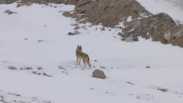 Himalayan Grey wolf running and searching for food in snow covered mountain