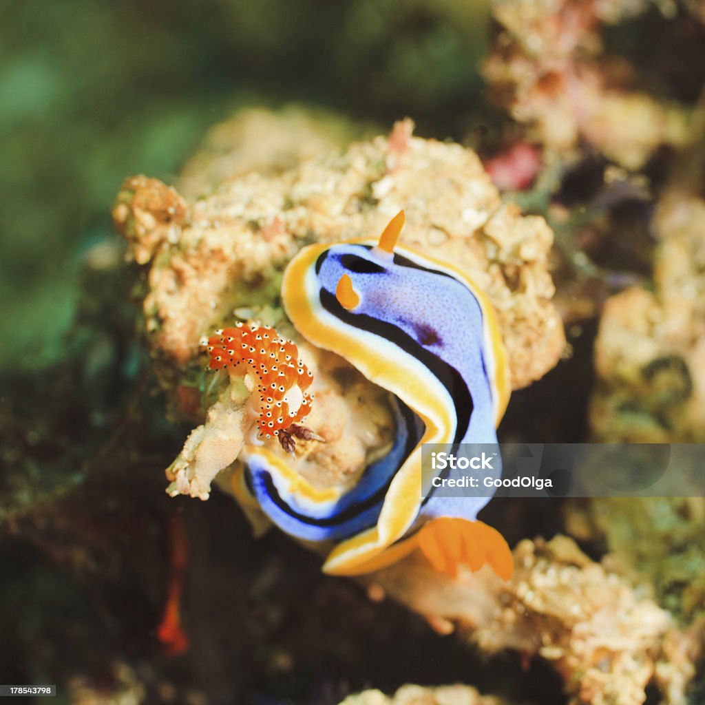 Nudibranches - 로열티 프리 0명 스톡 사진