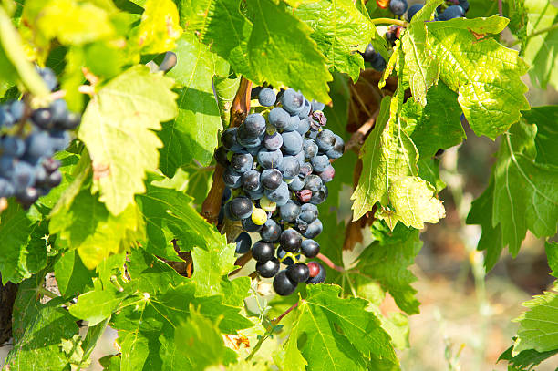 Black grape from South of France stock photo