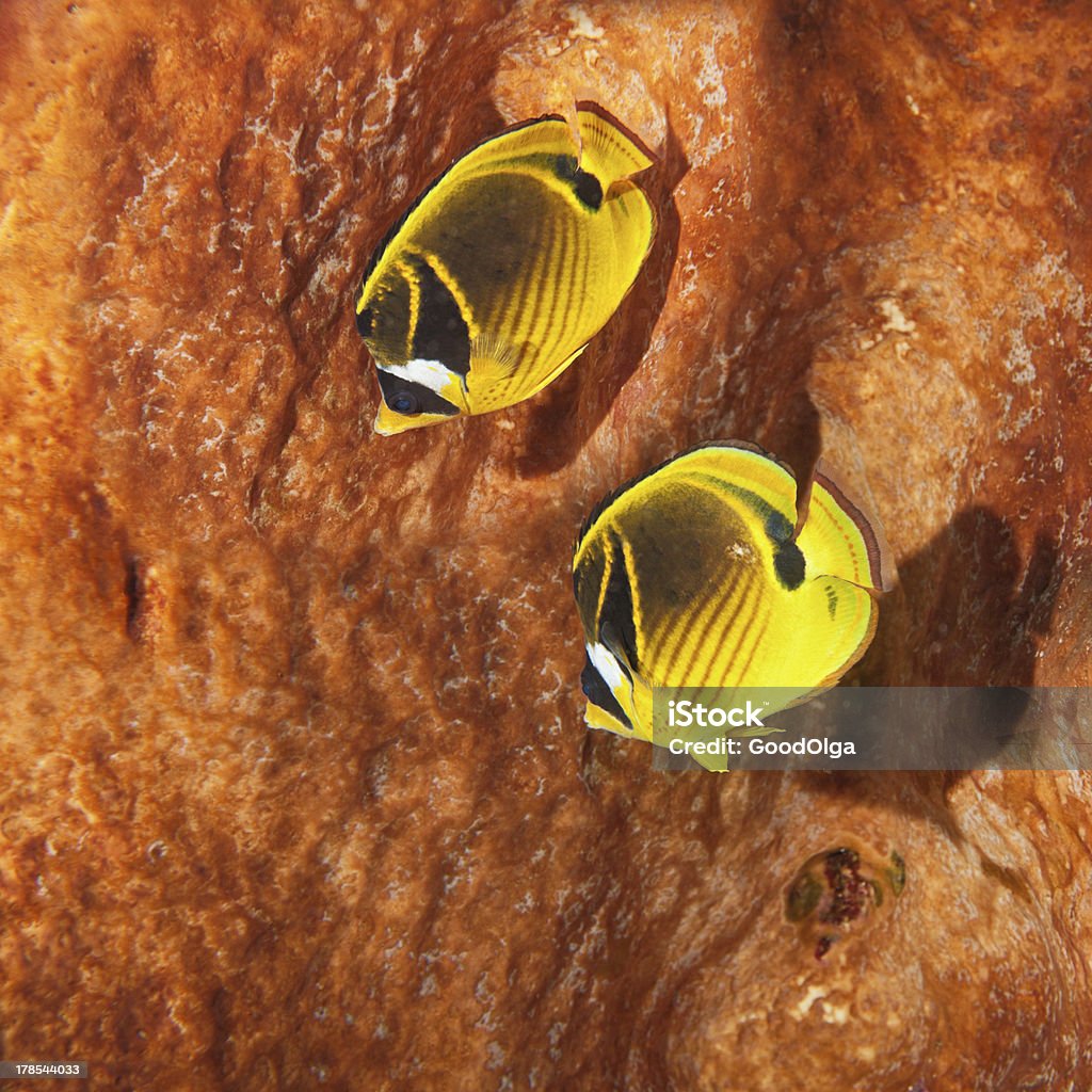 이 줄나비돔 - 로열티 프리 0명 스톡 사진