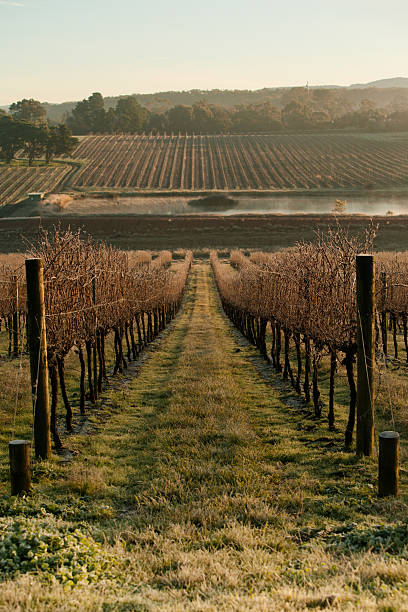 istock Sunrise over Yarra Valley In Winter 178544090