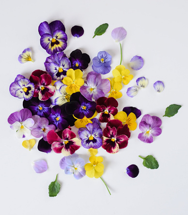 pansy flowers on white background.\nedible flowers on the table.