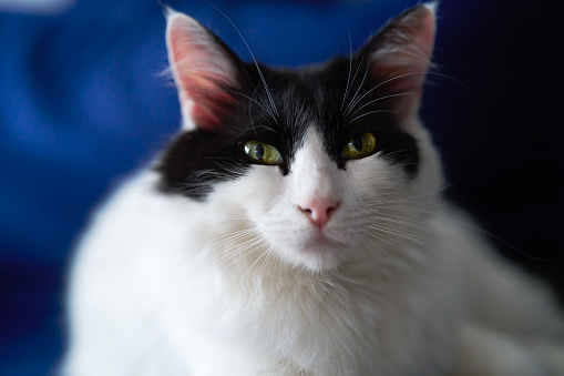 Side view of a light rimmed black house cat with an intens stare into the spotlight. Isolated on a black background.