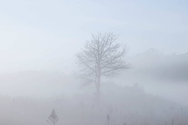 istock Sunrise in the countryside with fog 1785460552