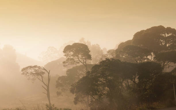 istock Sunrise in the countryside with fog 1785460556