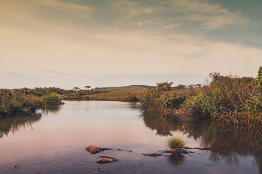 River in the forest with trees and shrubs in the foreground