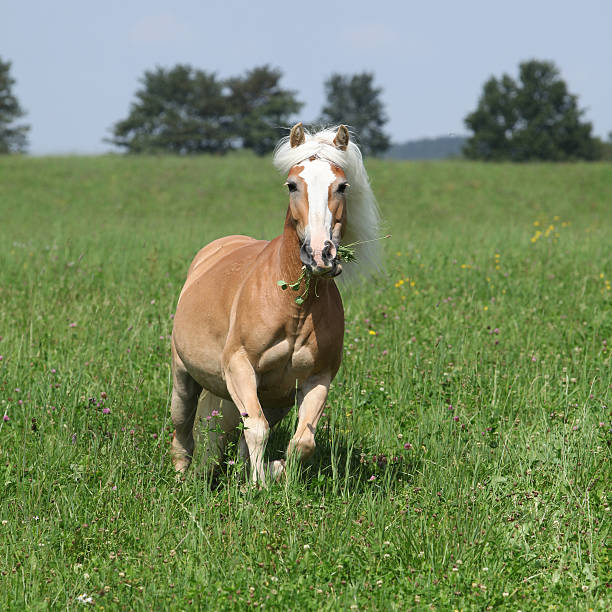 running em liberdade haflinger - hafling imagens e fotografias de stock