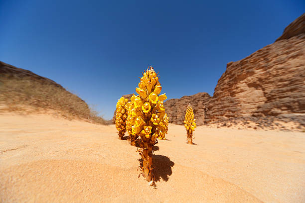 Flower in the Desert
