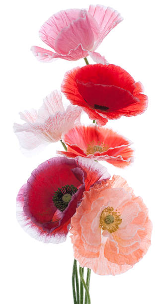 papavero - poppy pink close up cut flowers foto e immagini stock