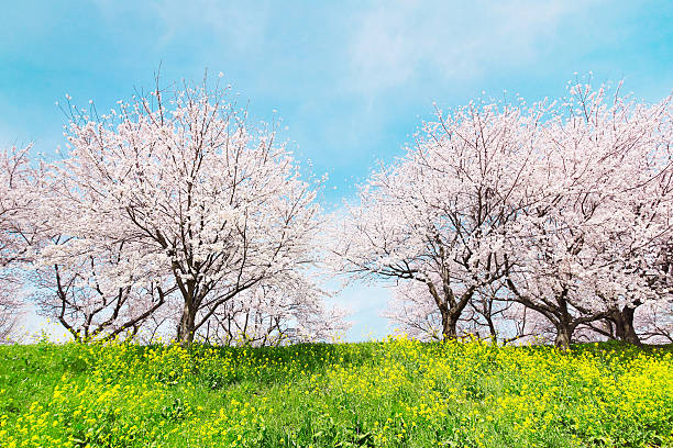 istock Beautiful Japanese blossoming trees 178547167