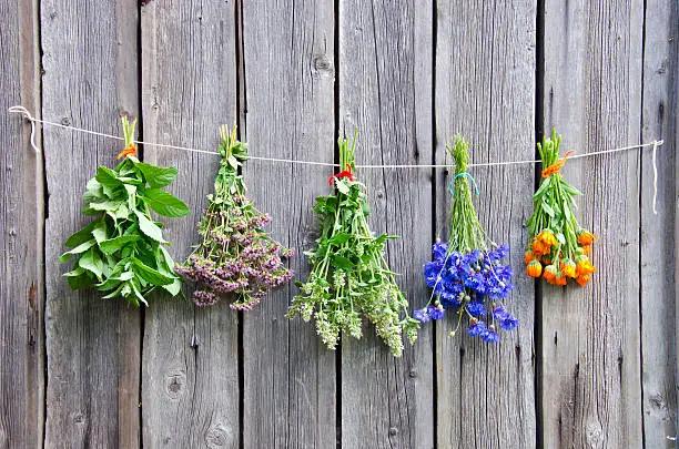 various medical herbs on old wooden farm wall