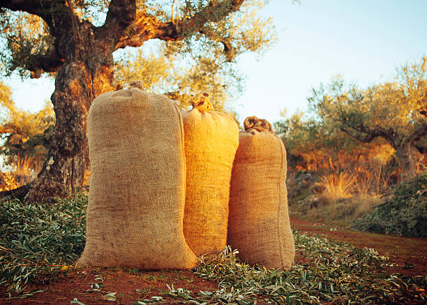 Three sacks filled with freshly gathered olives stock photo