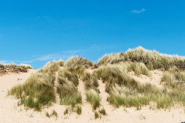 European dune grasses stock photo
