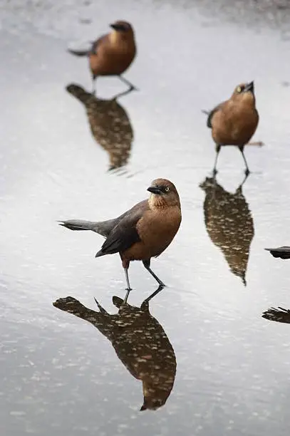 "Brown-headed Cowbirds cool off and drink from a puddle in a parking lot on Jekyll Island, GA on a hot summer day."