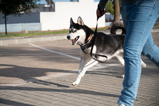 Siberian Husky running with its owner