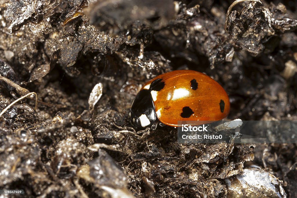 Маленький ladybird - Стоковые фото Без людей роялти-фри