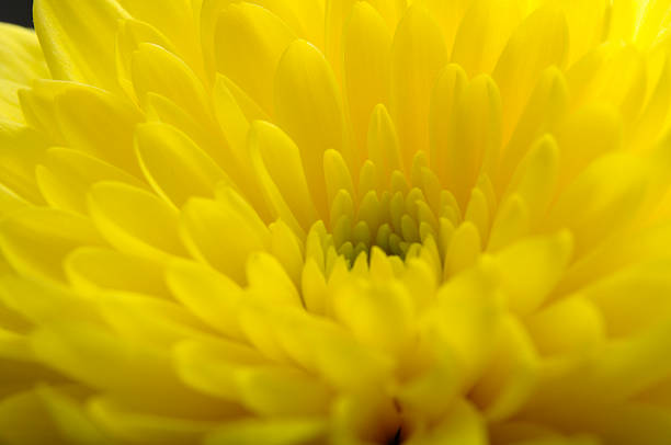 istock Macro of yellow flower aster 178547494