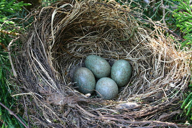 둥지 4 에그스 (검은새 - birds nest animal nest leaving empty 뉴스 사진 이미지