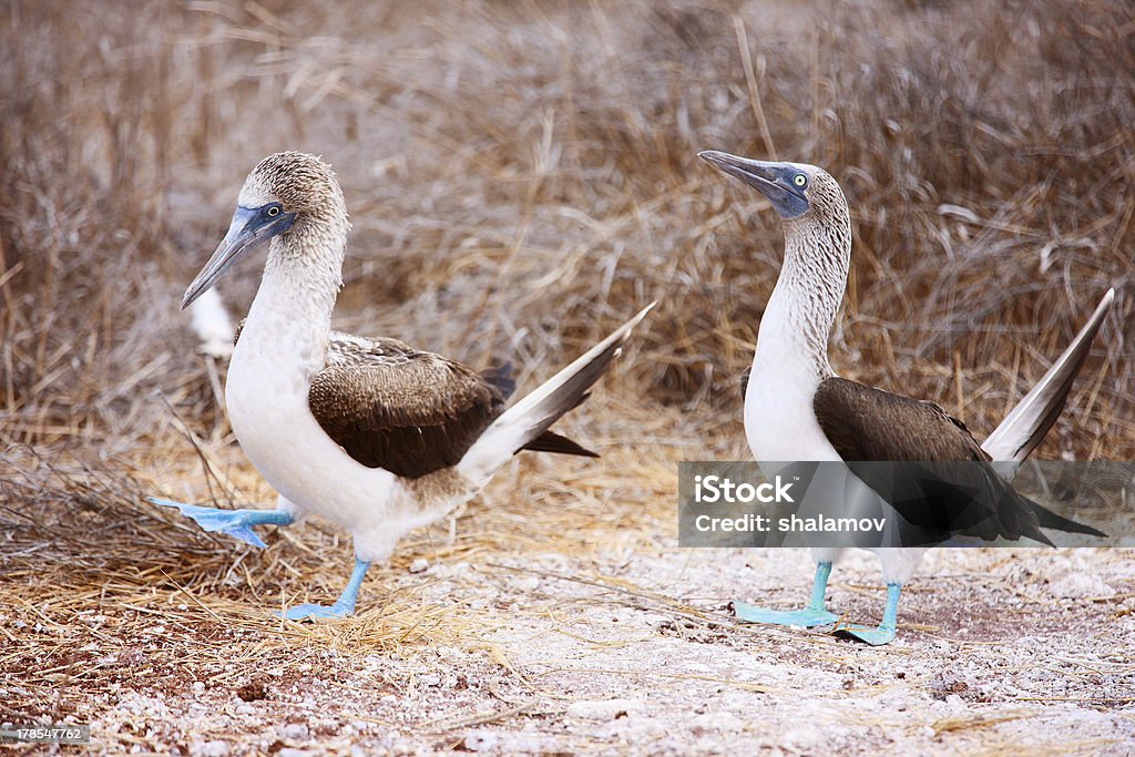 Fou à pieds bleus s'accoupler danse - Photo de Accouplement animal libre de droits