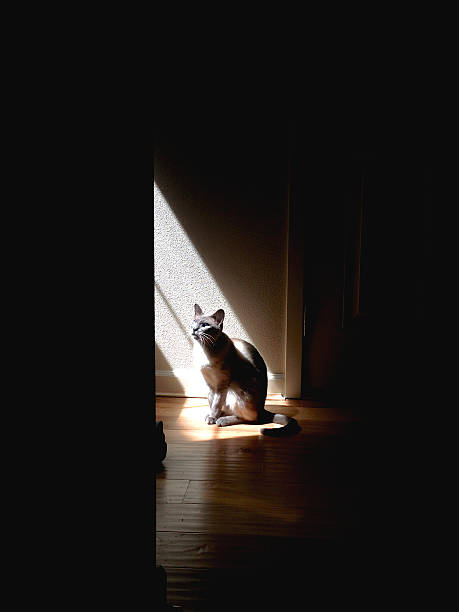 Siamese cat looking at a stair with a beam of sunlight coming thru a non visible window.