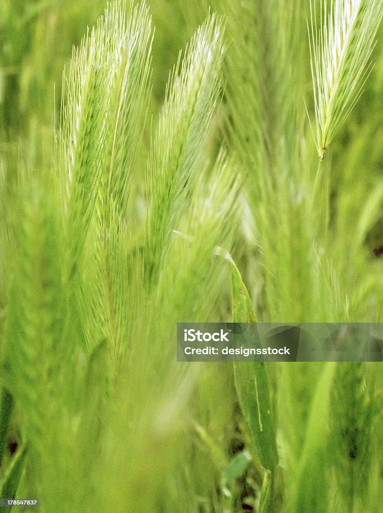 Orecchie di grano verde - Foto stock royalty-free di Agricoltura