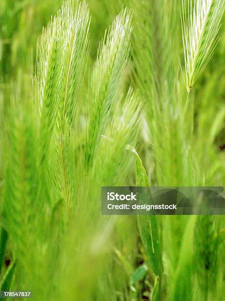 Orecchie Di Grano Verde - Fotografie stock e altre immagini di Agricoltura - Agricoltura, Agricoltura biologica, Ambientazione esterna