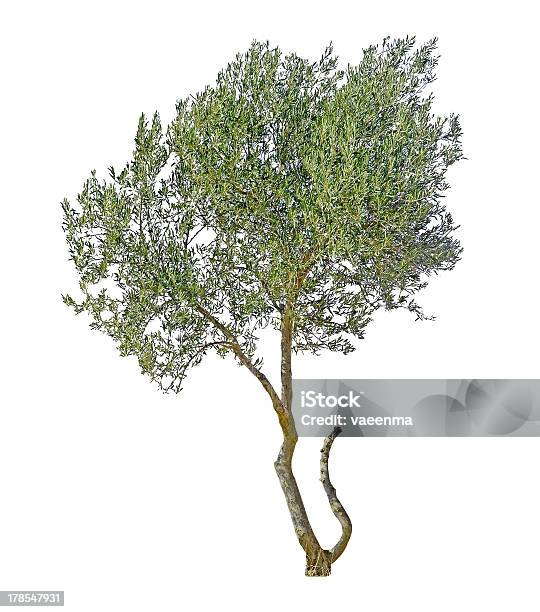 Olivo Isolato Su Sfondo Bianco - Fotografie stock e altre immagini di Albero - Albero, Colore verde, Composizione verticale