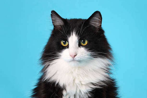 istock portrait of a black and white cat 178547999