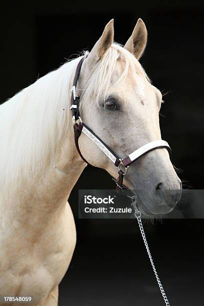 Palomino Quarter Horse Na Frente De Fundo Escuro - Fotografias de stock e mais imagens de Alazão - Cor de Cavalo - Alazão - Cor de Cavalo, Amarelo, Animal
