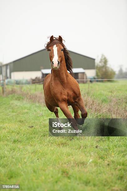 Niza Chestnut Poni Galés Stallion Corriendo En Pasturage Foto de stock y más banco de imágenes de Actividad