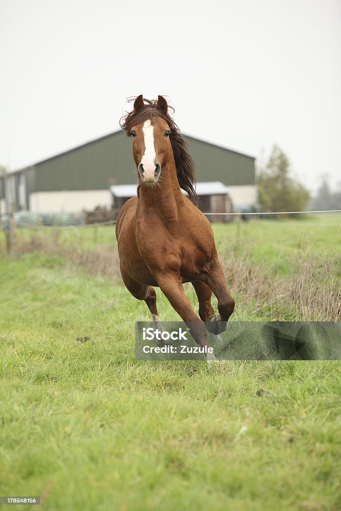 Ładny Kasztan welsh pony Ogier działa na pasturage - Zbiór zdjęć royalty-free (Biegać)