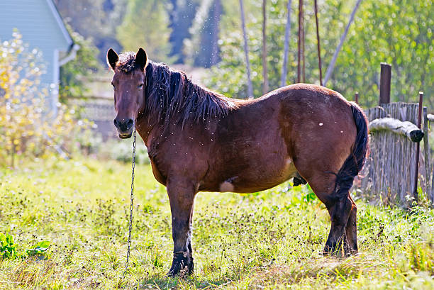 istock brown horse on the farm 178548665