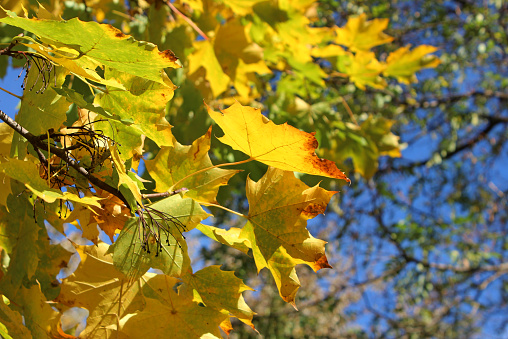 Sunshine breaks through the autumn leaves of the maple