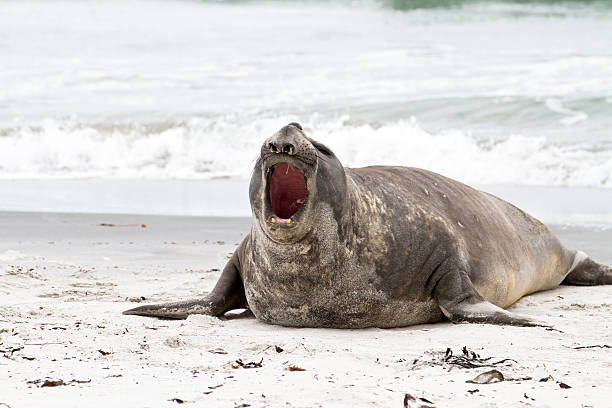 istock Southern elephant seal is crying around 178548765