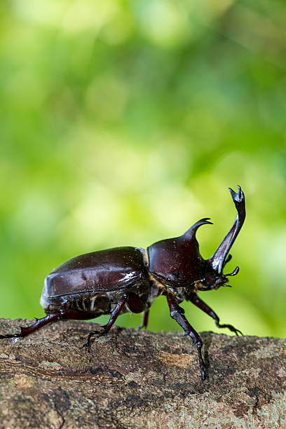 istock Beetle in Fraxinus suck sap 178548777