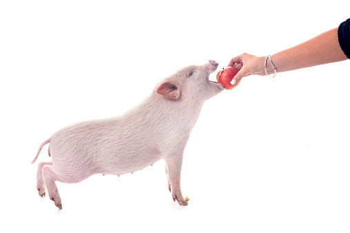 pink miniature pig in front of white background