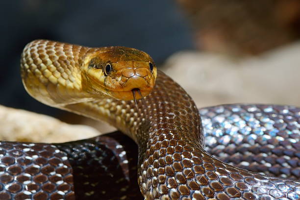 istock the Aesculapian snake outdoor 178548903