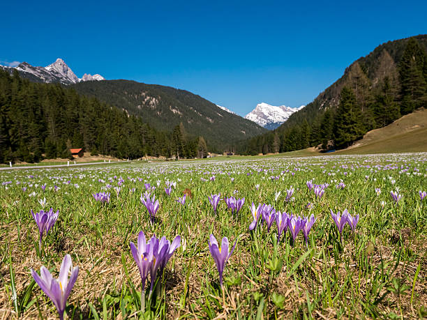 istock Meadow of Crocus flowers in Mountains 178548906
