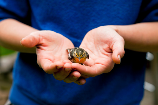 An injured finch rests in the palm of a young woman's hands.