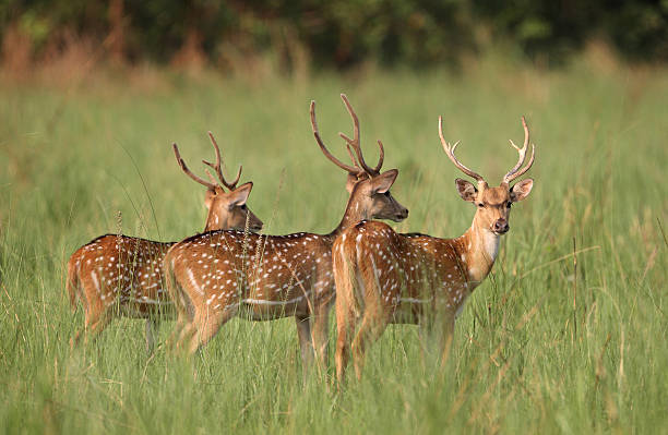 herd of male spotted deer with antler, india - jim corbett national park 個照片及圖片檔