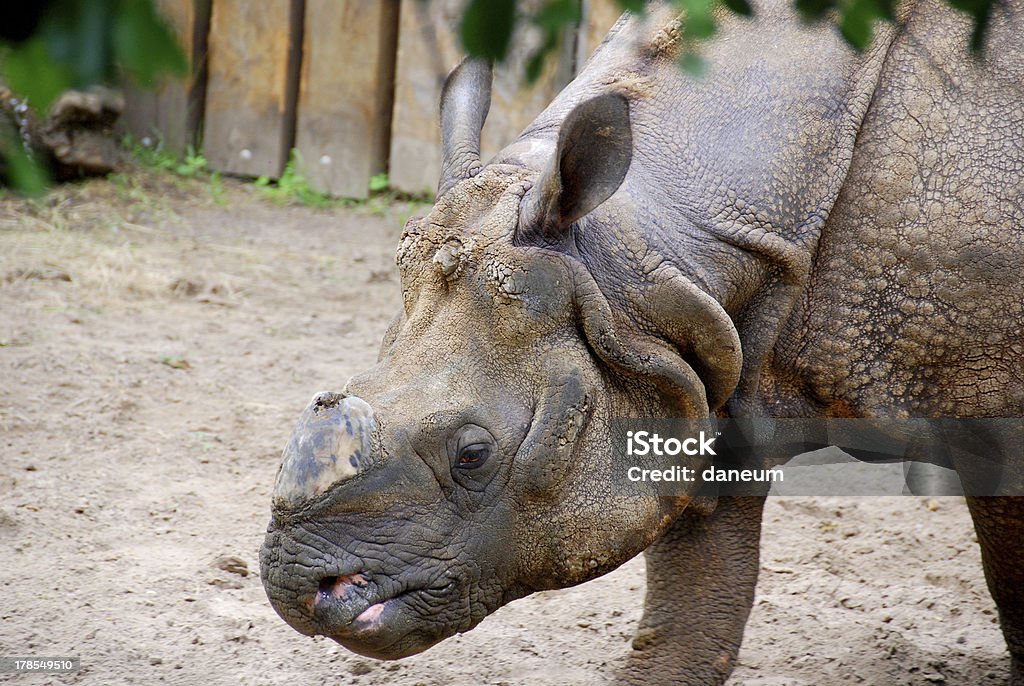 Rinoceronte indio - Foto de stock de Animal libre de derechos