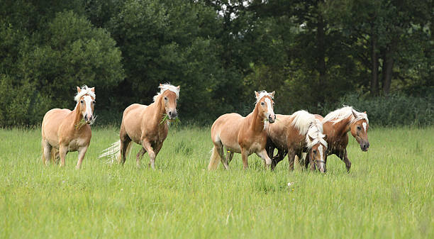 lote de castanha cavalos - hafling imagens e fotografias de stock