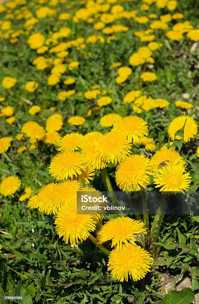 flowering dandelions The bright yellow flowers of dandelions on a spring meadow April Stock Photo